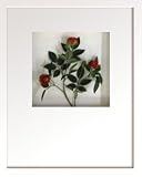 �s�t�����[�t���[���tHana concept frame Rose/red�i���[�Y/���b�h�j