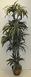 6' Dracaena Marginata (Variegated)