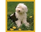 Old English Sheepdog Puppy