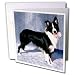 Dogs Border Collie - Border Collie - Greeting Cards-6 Greeting Cards with envelopes
