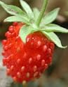 WILD STRAWBERRY GARDEN FRUIT 100 SEEDS