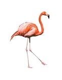 read full review Red Caribbean Flamingo Dancing Isolated - 18