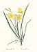 Art Poster Print - Hemerocallis Flava - Artist: Pierre Joseph Redoute - Poster Size: ...