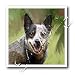 Dogs Australian Cattle - Australian Cattle Dog - Iron on Heat Transfers