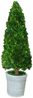 Boxwood Cone Topiary in Pot