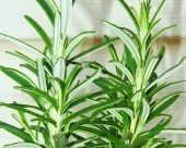 Barbeque Rosemary - Live Herb Plant Barbeque Rosemary - Live Herb Plant
