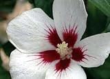 Amazon / Hirts: Rose of Sharon: Lil Kim - Rose of Sharon - Hibiscus syriacus - Dainty - Proven Winners