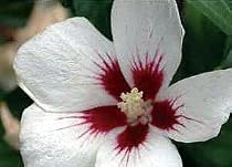 Lil Kim Rose of Sharon