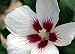 Lil Kim - Rose of Sharon - Hibiscus syriacus - Dainty!