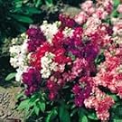 SUTTONS SEEDS: Stock...