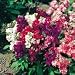 SUTTONS SEEDS: Stock Sweetly Scented Mix Seeds (200 seeds)