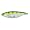 Natural White Perch