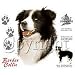 Border Collie Adult T-Shirt