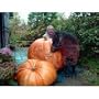 Dills Atlantic Giant Pumpkin 15 Seeds -HUGE