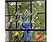Backyard Birds II