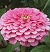 Bright Pink Zinnia (Special) - 10 Seeds