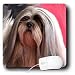 Dogs Lhasa Apsos - Lhasa Apsos Portrait - Mouse Pads Dogs Lhasa Apsos - Lhasa Apsos Portrait - Mouse Pads
