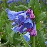Virginia Bluebells (Mertensia virginica) - Jumbo Wildflower Seed Packet