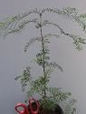 Dawn Redwood, 35-45 Inch Tree