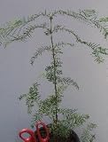 Dawn Redwood, 35-45 Inch Tree