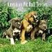 American Pit Bull Terrier Puppies 2010 Wall Calendar