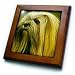 Lhasa Apsos - 8x8 Framed Tile