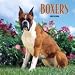   - Boxers 2009 Wall Calendar