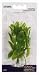 HAGEN BETTA PLANT 4 inch HYGROPHYLIA