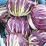 Organic Leonardo Raddicchio - 100 Seeds