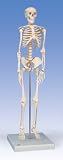Anatomical Mini Shorty Skeleton on Base