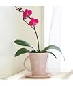 teacup orchid