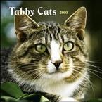 Tabby Cats 2010 Wall Calendar