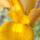Iris hollandica Autumn Princess (20)