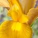 Iris hollandica Autumn Princess - 10 flower bulbs
