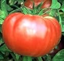 Brandywine Tomato - 300 Seeds (Heirloom)