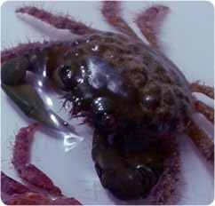 Emerald Mithrax Crab - Mithrax sculptus - Live Saltwater Aquarium Invertebrate