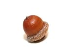 Acorn - 72