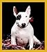   - English Bull Terrier Puppy Bookmark