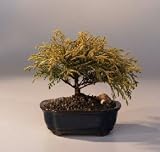 Gold Thread Cypress Bonsai Tree Medium.(chamaecyparis pisifera 