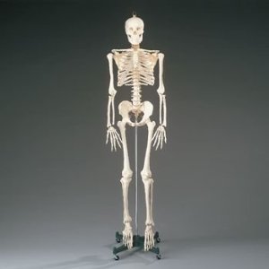 Budget Bucky Skeleton With Stand -5 1/2 Feet Tall On Sale