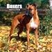   - Boxers (Euro) 2008 Wall Calendar - Dog Calendars