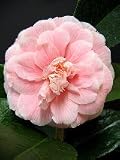 Review   / Camellia Hawaii