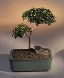 Brush Cherry Bonsai Tree - 
