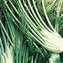 Organic Zefa Fino Forence Fennel 100 Seeds
