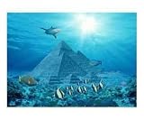 pyramid fish Emerging Artists Photographic Poster Print by David Rickerd, 10x8