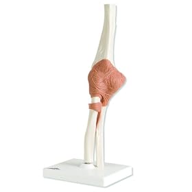3B Scientific A83 Functional Elbow Joint Model, 4.7" x 4.7" x 15.4"