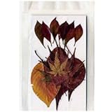 �y5�ܓ���p�b�N�z�t�����[�@�~�b�N�X���@���~�W�E�T�N���E�h�E�_���c�c�W