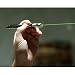 Green Laser Pointer in Black Box - High Quality Teaching Tool