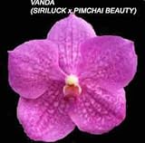 Vanda (Siriluck X Pimchai Beauty) 1607H