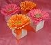 Gerber Daisy Favor Boxes, Tangerine Orange Gerber Daisy